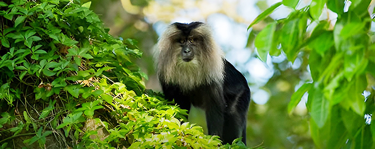 Lion-Tailed Macaque in Anamalai Tiger Reserve