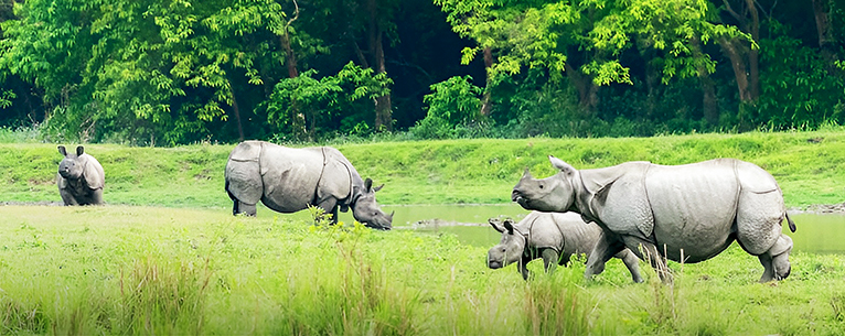 One horned rhinos in Kaziranga National Park