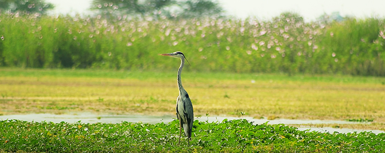 Nandur Madhmeshwar Bird Sanctuary